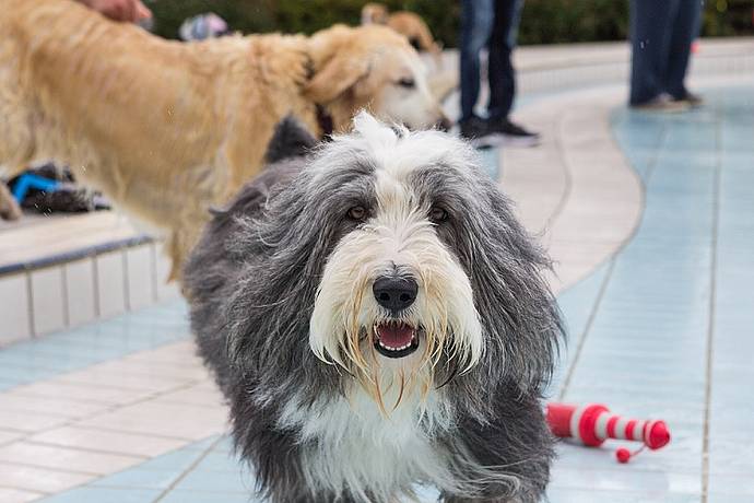 Hundebadetag der Stadtwerke Bayreuth