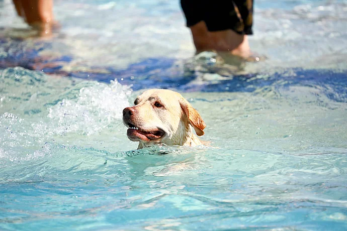 Hundebadetag der Stadtwerke Bayreuth im Kreuzsteinbad