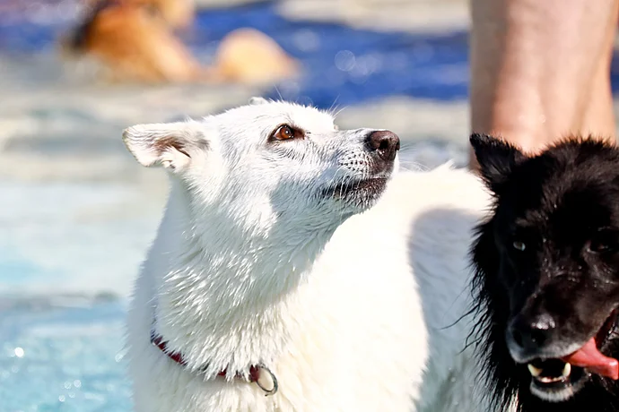 Hundebadetag der Stadtwerke Bayreuth im Kreuzsteinbad