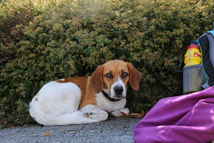 Hundebadetag 2016: Ein voller Erfolg!