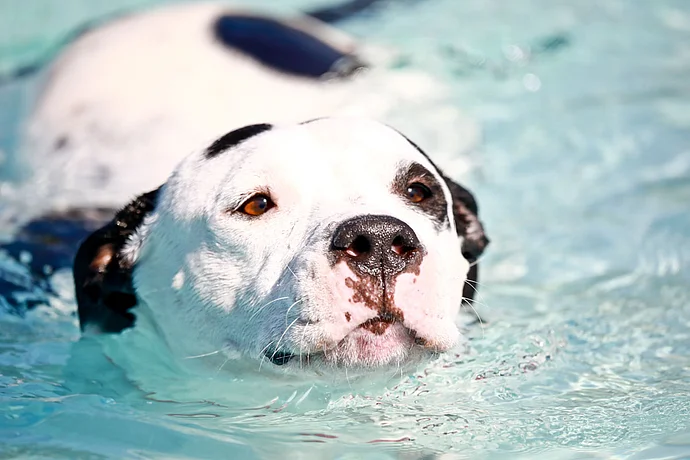 Hundebadetag der Stadtwerke Bayreuth im Kreuzsteinbad