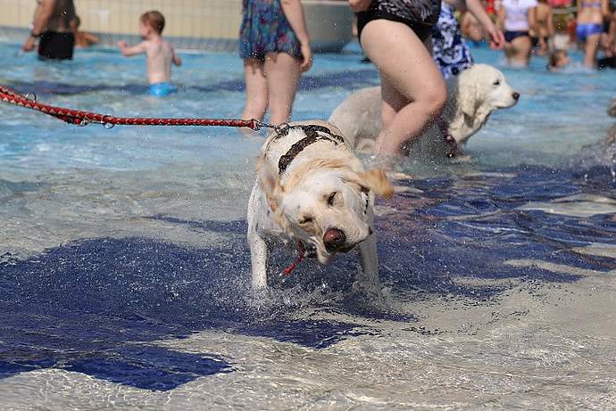 Hundebadetag 2016: Ein voller Erfolg!