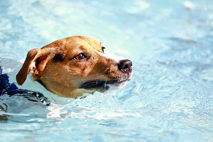 Hundebadetag der Stadtwerke Bayreuth im Kreuzsteinbad