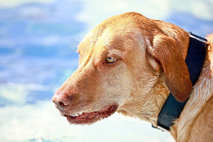 Hundebadetag der Stadtwerke Bayreuth im Kreuzsteinbad