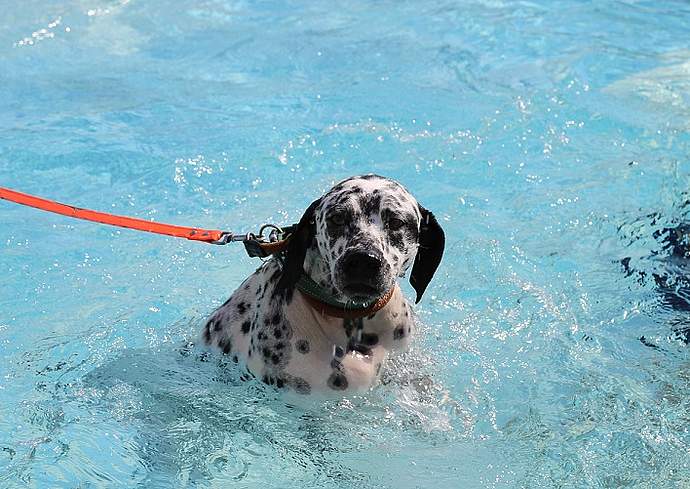 Hundebadetag 2016: Ein voller Erfolg!