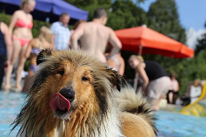 Hundebadetag der Stadtwerke Bayreuth im Kreuzsteinbad Hundebadetag 2016: Ein voller Erfolg!