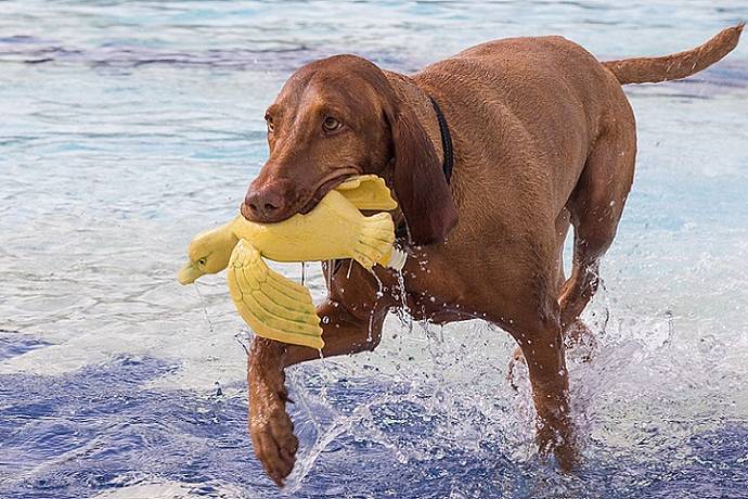 Hundebadetag der Stadtwerke Bayreuth