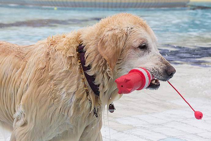 Hundebadetag der Stadtwerke Bayreuth