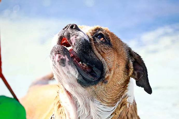 Hundebadetag der Stadtwerke Bayreuth im Kreuzsteinbad