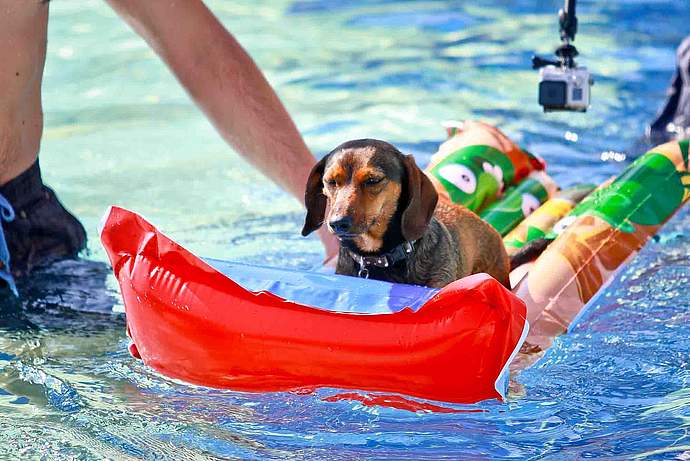 Hundebadetag 2016 der Stadtwerke Bayreuth im Kreuzsteinbad