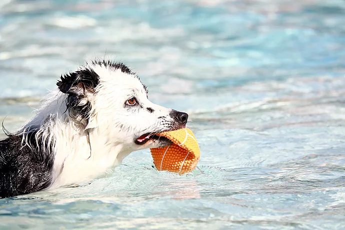 Hundebadetag der Stadtwerke Bayreuth im Kreuzsteinbad