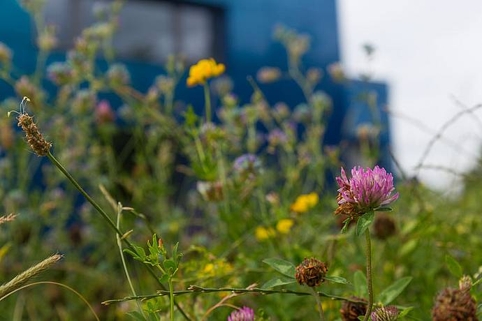 Stadtwerke Bayreuth setzen sich für die Natur ein