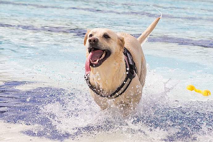 Hundebadetag der Stadtwerke Bayreuth