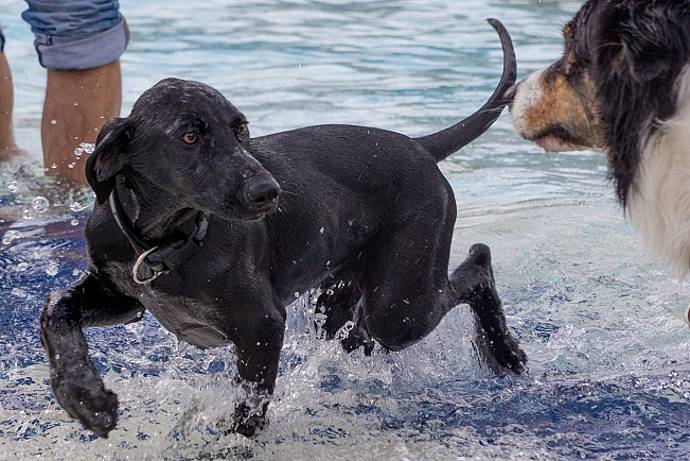 Hundebadetag der Stadtwerke Bayreuth