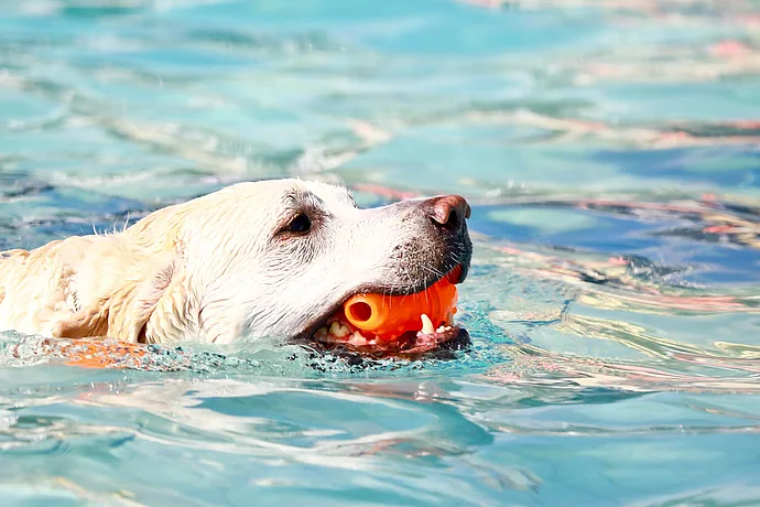 Hundebadetag der Stadtwerke Bayreuth