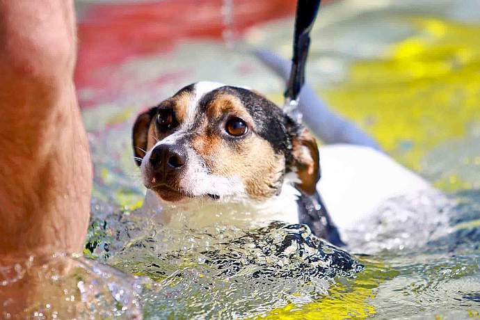 Hundebadetag 2016 der Stadtwerke Bayreuth im Kreuzsteinbad