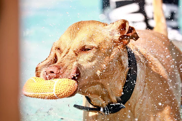 Hundebadetag der Stadtwerke Bayreuth im Kreuzsteinbad