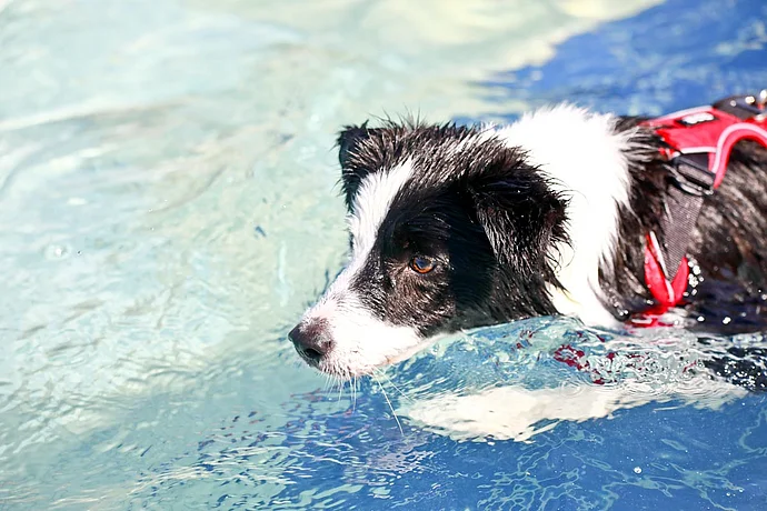 Hundebadetag der Stadtwerke Bayreuth im Kreuzsteinbad