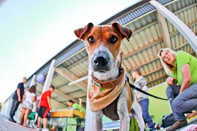Hundebadetag der Stadtwerke Bayreuth