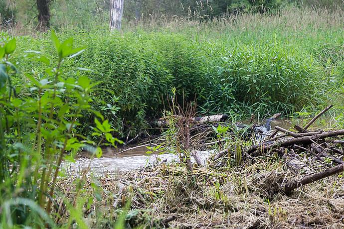 Stadtwerke Bayreuth setzen sich für die Natur ein