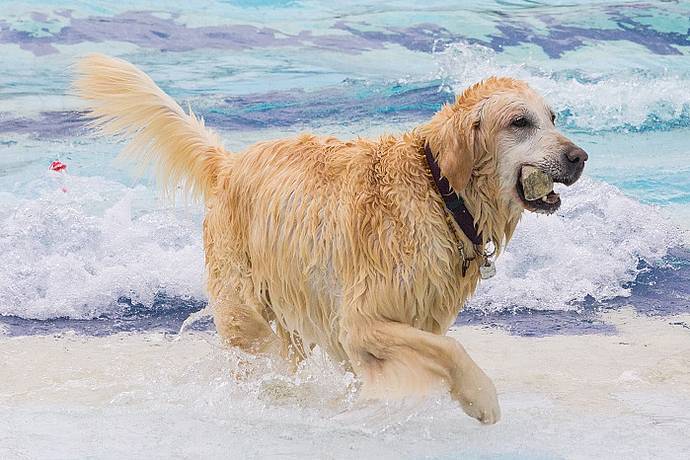 Hundebadetag der Stadtwerke Bayreuth