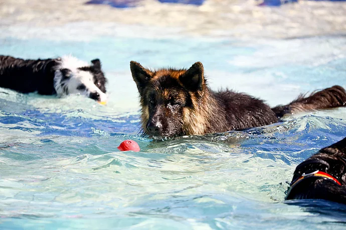 Hundebadetag der Stadtwerke Bayreuth im Kreuzsteinbad