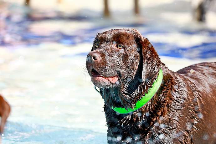 Hundebadetag der Stadtwerke Bayreuth im Kreuzsteinbad