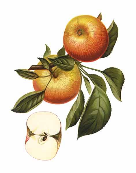 Apfel mit Blättern