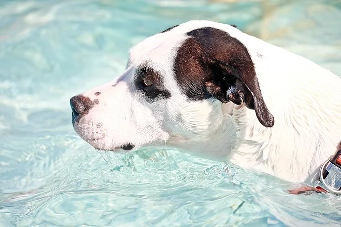 Hundebadetag der Stadtwerke Bayreuth im Kreuzsteinbad