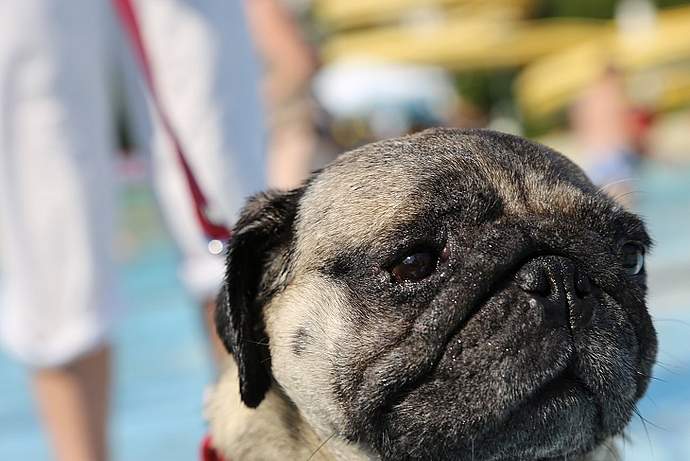 Hundebadetag 2016: Ein voller Erfolg!