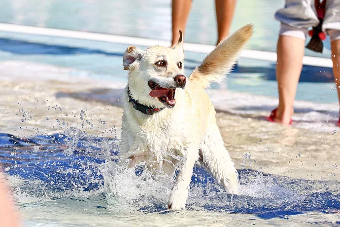 Hundebadetag der Stadtwerke Bayreuth im Kreuzsteinbad