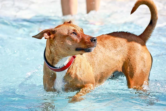 Hundebadetag der Stadtwerke Bayreuth