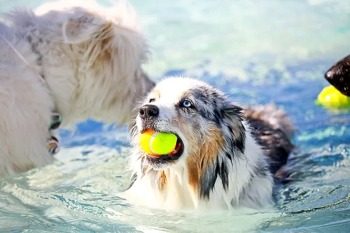 Hundebadetag der Stadtwerke Bayreuth