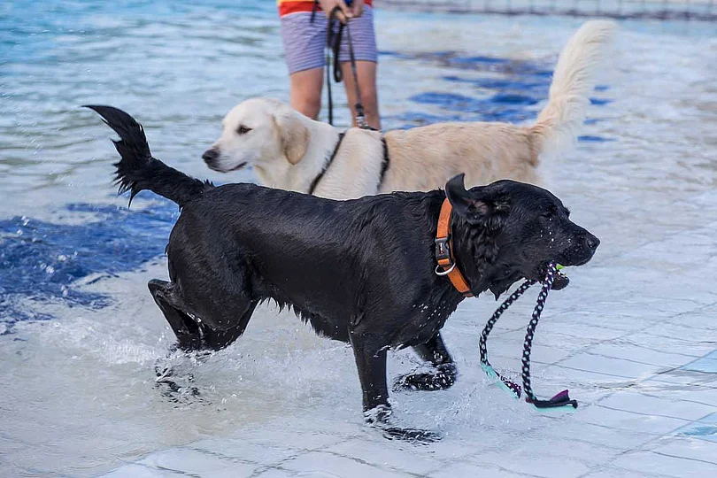 Hundebadetag der Stadtwerke Bayreuth im Kreuzsteinbad