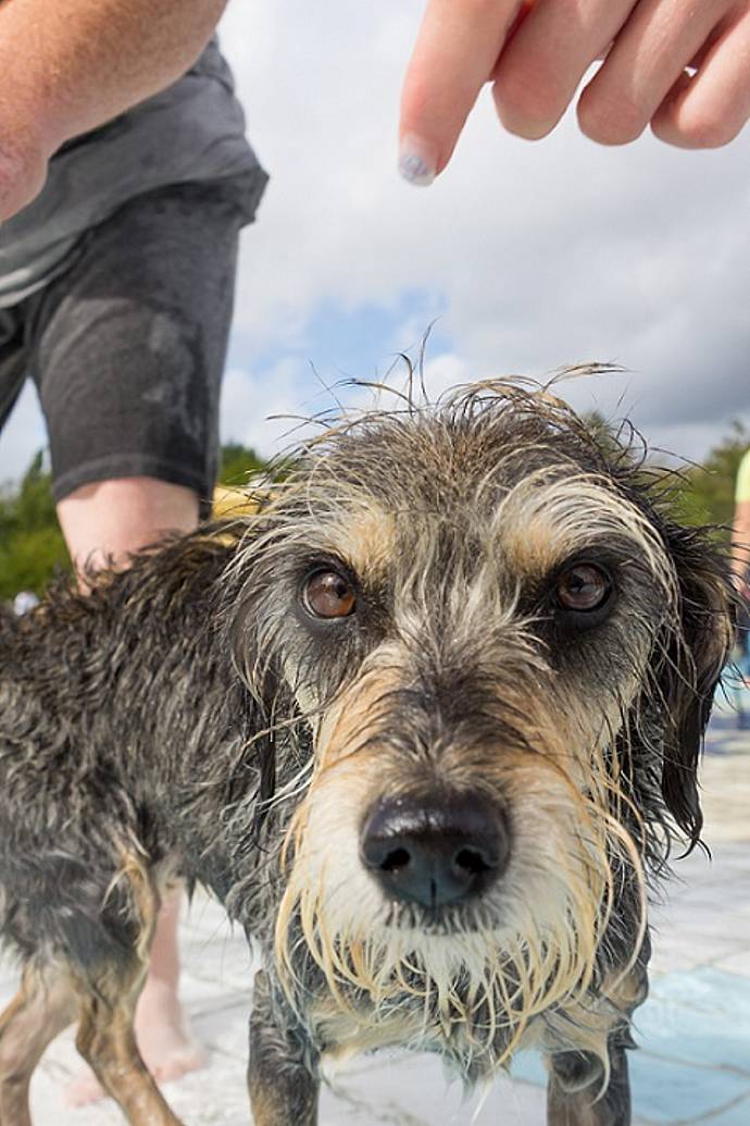 Hundebadetag der Stadtwerke Bayreuth