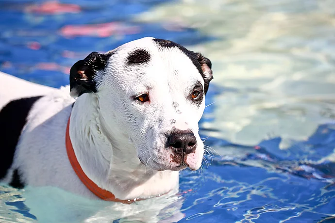 Hundebadetag der Stadtwerke Bayreuth im Kreuzsteinbad