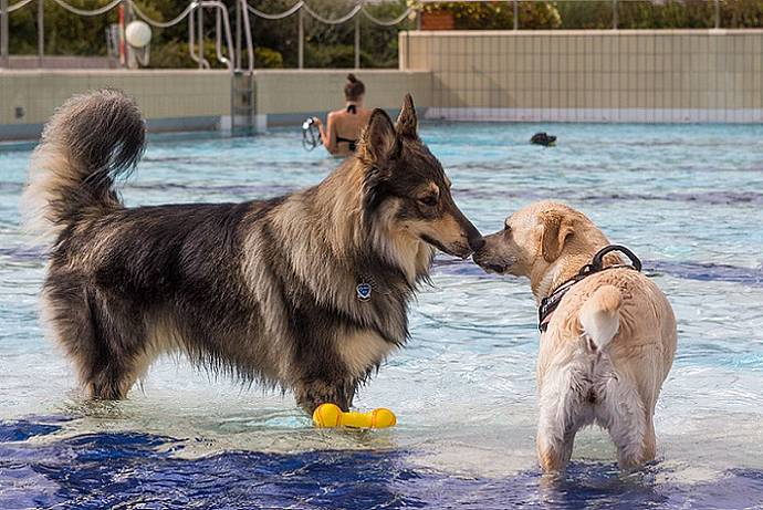 Hundebadetag der Stadtwerke Bayreuth