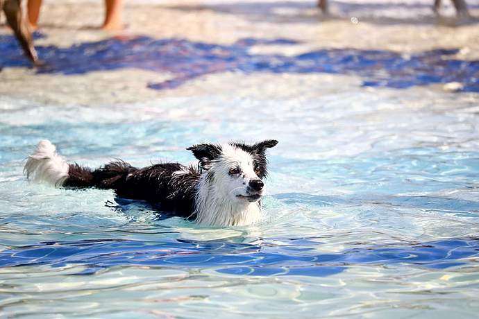 Hundebadetag der Stadtwerke Bayreuth im Kreuzsteinbad