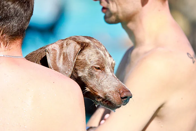 Hundebadetag der Stadtwerke Bayreuth im Kreuzsteinbad