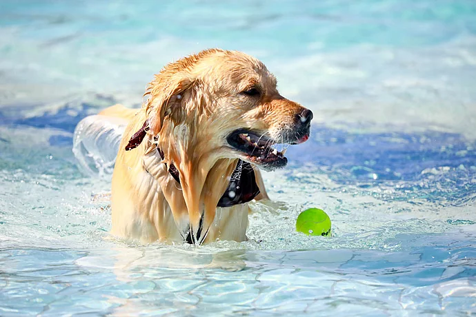 Hundebadetag der Stadtwerke Bayreuth im Kreuzsteinbad