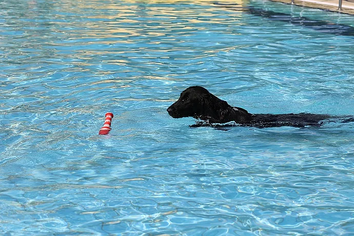 Hundebadetag 2016 Hundebadetag 2016: Ein voller Erfolg!