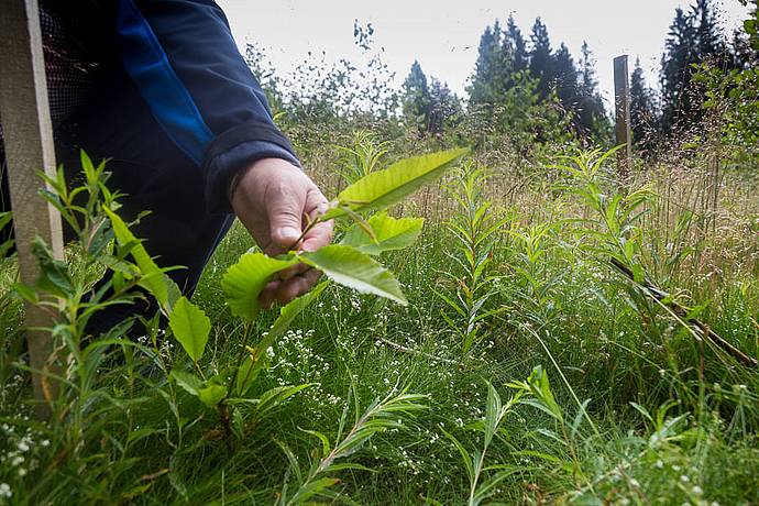 Stadtwerke Bayreuth setzen sich für die Natur ein