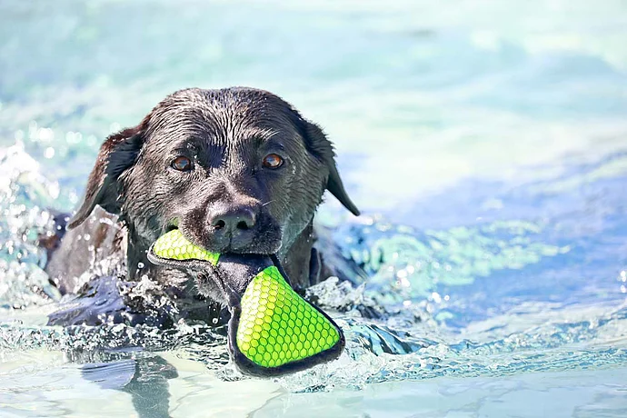 Hundebadetag der Stadtwerke Bayreuth im Kreuzsteinbad