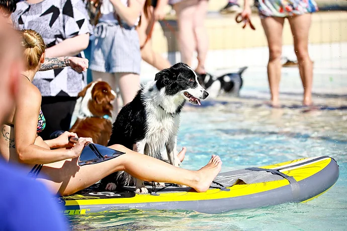 Hundebadetag der Stadtwerke Bayreuth im Kreuzsteinbad