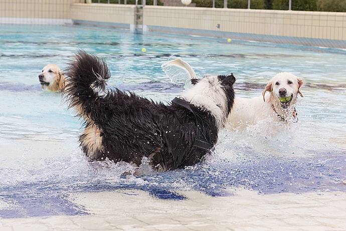 Hundebadetag der Stadtwerke Bayreuth