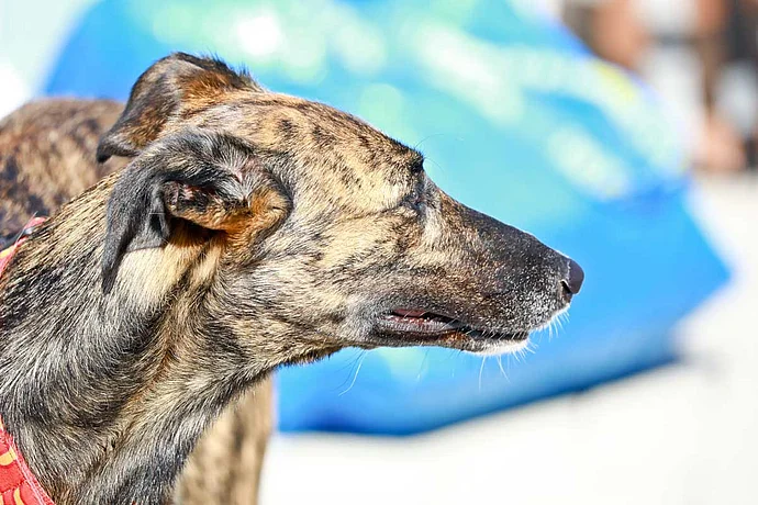 Hundebadetag der Stadtwerke Bayreuth im Kreuzsteinbad
