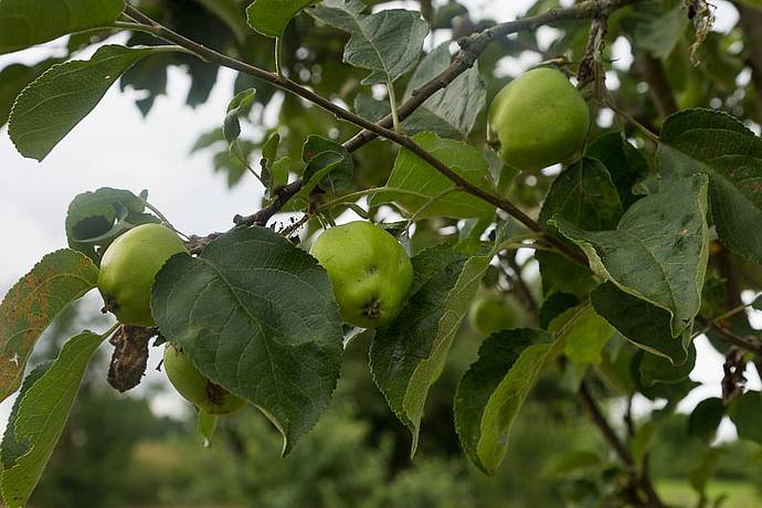 Stadtwerke Bayreuth setzen sich für die Natur ein