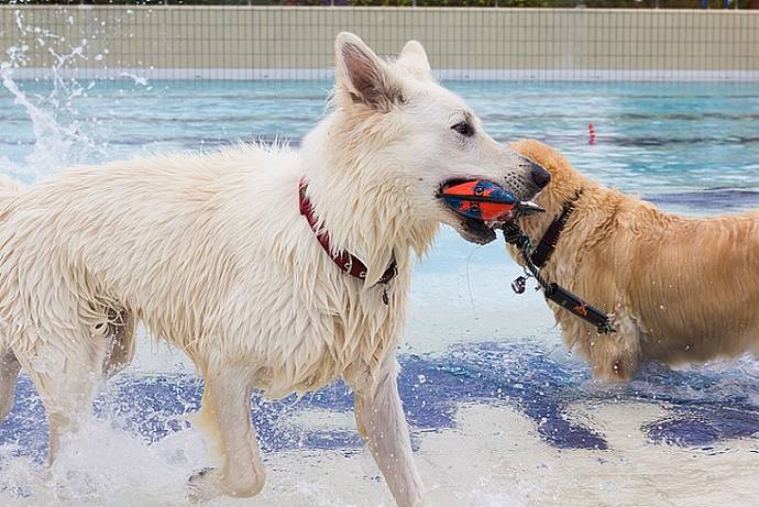 Hundebadetag der Stadtwerke Bayreuth