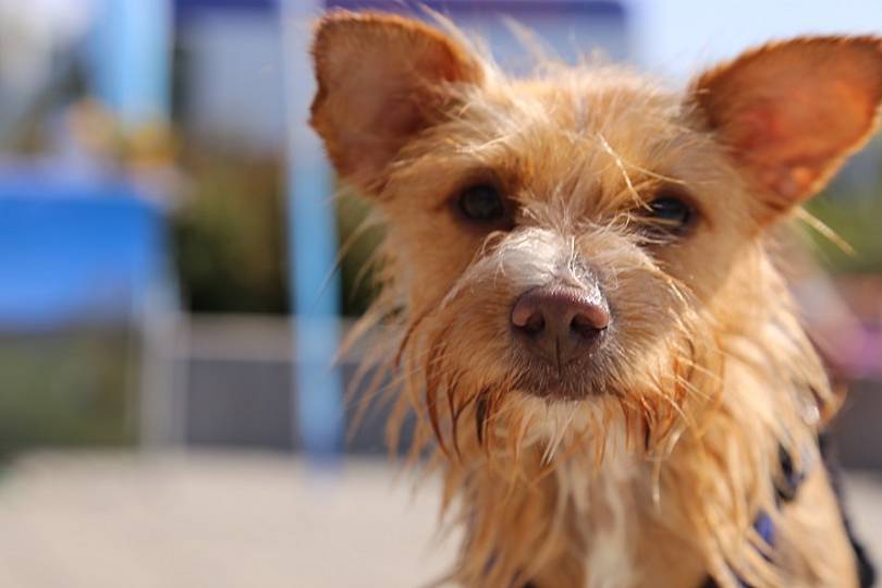 Hundebadetag 2016: Ein voller Erfolg!