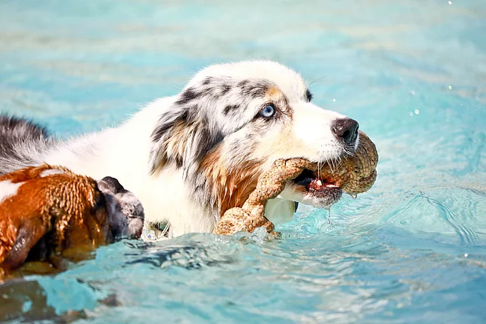 Hundebadetag der Stadtwerke Bayreuth im Kreuzsteinbad